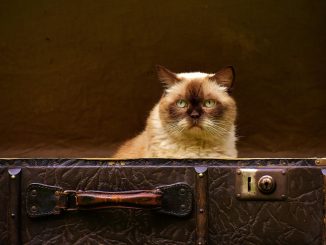 Выбрасываем чемоданы? Стоимость авиабилетов вырастет в 2026 году