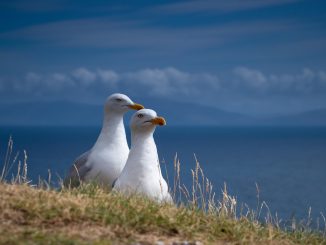 Какая погода ждёт Канарские острова на эти выходные?