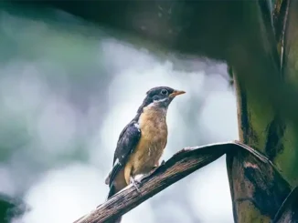 Aemet говорит о возможном возвращении осени на Канарские острова