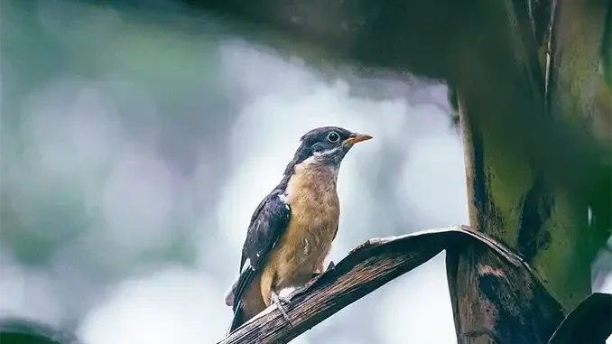 Aemet говорит о возможном возвращении осени на Канарские острова Aemet говорит о возможном возвращении осени на Канарские острова