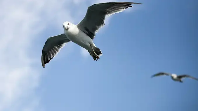 Погода на выходные на Канарах: три предварительных предупреждения