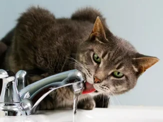 Внимание: в понедельник в Adeje ожидаются перебои в водоснабжении