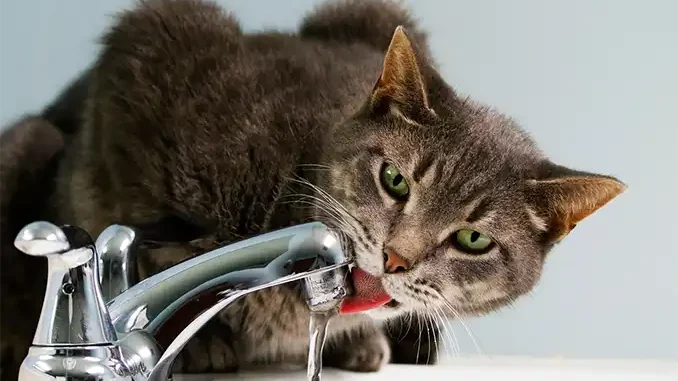 Внимание: в понедельник в Adeje ожидаются перебои в водоснабжении