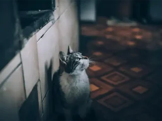 Что и следовало ожидать: жилищный кризис в Испании усугубится в 2026 году