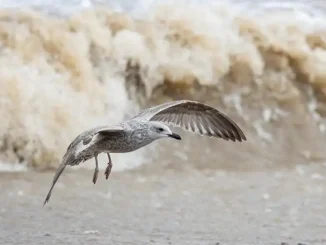 Океан унёс шесть жизней на Канарах в январе: большинство - туристы