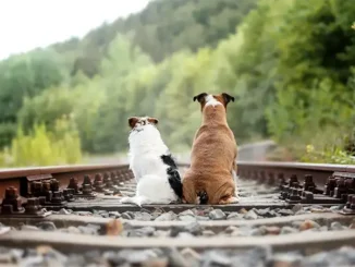 Евросоюз ужесточает правила поездок с домашними животными