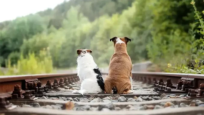 Евросоюз ужесточает правила поездок с домашними животными