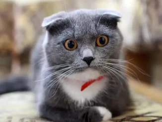 100 апартаментов за 2 года: новый план Канар по аренде вызвал критику