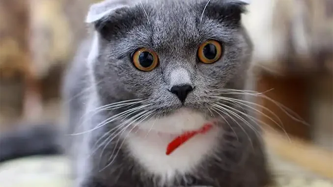 100 апартаментов за 2 года: новый план Канар по аренде вызвал критику